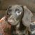 Denise Labosky's profile image