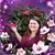 Lisa Lively's profile image