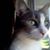 Michelle Williamsen Millsap's profile image