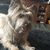 Brenda Jo Isaacs's profile image