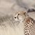 Jenifer Fuqua Regan's profile image