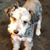 Laura Pizzi's profile image