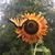 Charlena Warfield's profile image