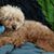 Phyllis Lemieux's profile image