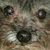 Steve Sayne's profile image