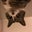 ⚜️🇲🇶 🇱🇺🇮🇸's profile image