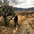 Orna Izakson's profile image