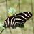 Mary Williams's profile image