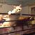 Tracey Hirt's profile image