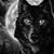 Elvis Arnoldo Castillo's profile image