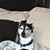 Andra Chin's profile image