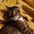 Linda Coble's profile image
