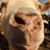 Chase Fletcher's profile image