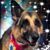 Dona Brubach Sanchez's profile image