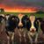 Missy Petersheim's profile image