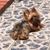 Holly Neyla Raskin's profile image