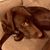 Steav Bates-Congdon's profile image