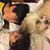 Shayami Ristaino's profile image