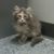 Julie Claunch Kopp's profile image