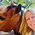 Melinda Ketchum Morrison's profile image