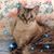 Nora Sekine's profile image