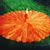 Nancy McDaniel Livensparger's profile image