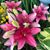 Ann Pressley's profile image