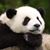 Chris Robertson's profile image