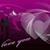 Ismail Khan's profile image