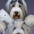 Brandy Noels's profile image