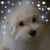 Dana D'Amico's profile image