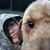 Sarah Broad-Pettersen's profile image