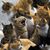 Tom McCubbin's profile image
