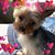 Debbie Da-Pet's profile image