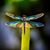 Barb Erickson Horman's profile image