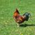 Diane Whitzel's profile image