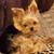 Debra Evett's profile image