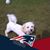 Loretta Gaglione Gorman's profile image