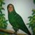 Brooke Hollingbery's profile image