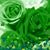 Rose Bee's profile image