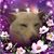 Szu Ko's profile image