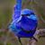 Liz Pezzaniti Earl's profile image