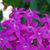 Diana Succow Sasser's profile image