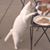 Charlene Wroblewski's profile image