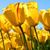 Judy Varady's profile image