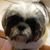 Debbie Willard Perini's profile image