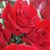 Nan Garcia's profile image