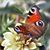 Mary Mills's profile image