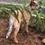 Jayshree Schrubb's profile image