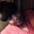 Sade Moultrie's profile image